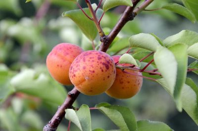Uprawa Owoców, soczyste jabłka, słodkie truskawki, aromatyczne morele, Wiejskie Inspiracje, tajniki uprawy, drzewa owocowe, krzewy, pnącza, obfite plony, zdrowe owoce, praktyczne porady, hodowla owoców, źródło zdrowia, pasjonaci ogrodu
